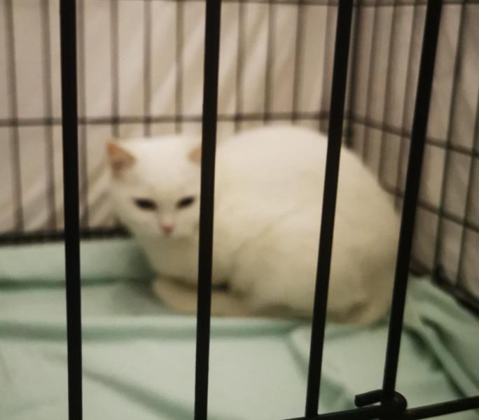 Europäische Hauskatze