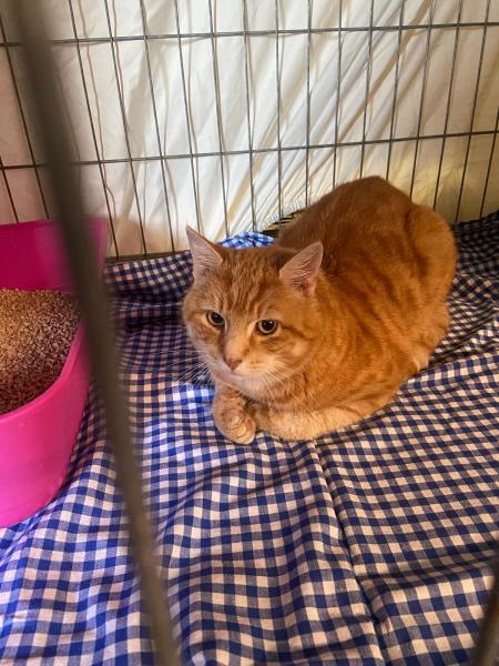 Europäische Hauskatze