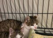 Fundtier Tier-ID 34549