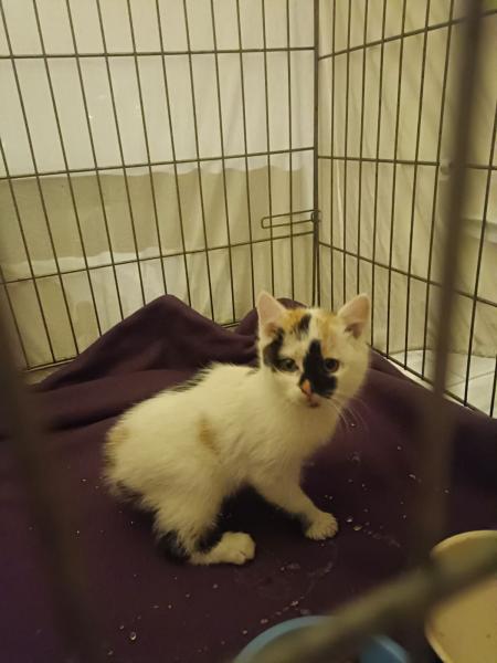 Europäische Hauskatze