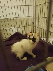 Fundtier Tier-ID 35050