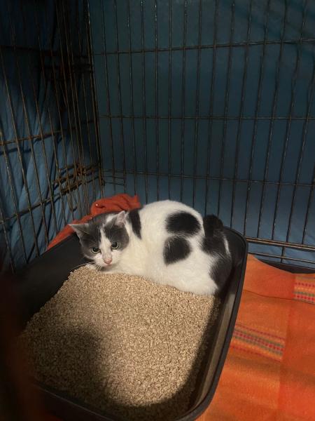 Europäische Hauskatze