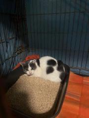 Fundtier Tier-ID 35214