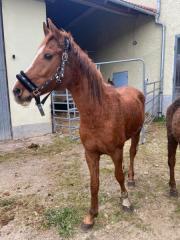 Fundtier Tier-ID 36386