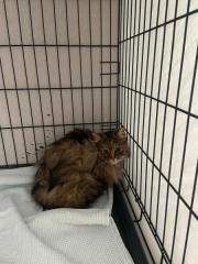 Fundtier Tier-ID 36140