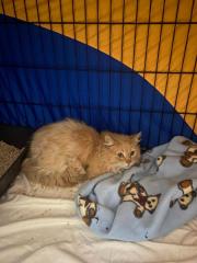 Fundtier Tier-ID 36138