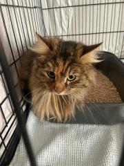 Fundtier Tier-ID 36139