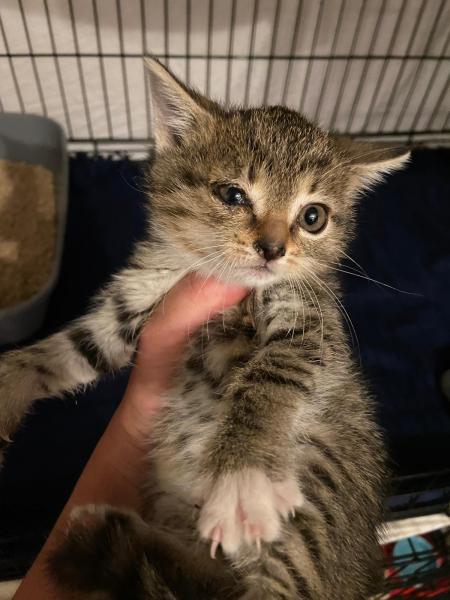 Europäische Hauskatze