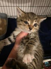 Fundtier Tier-ID 36657