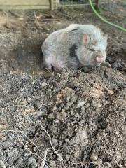 Fundtier Tier-ID 37023