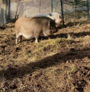 Fundtier Tier-ID 37024