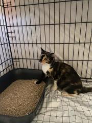 Fundtier Tier-ID 37614