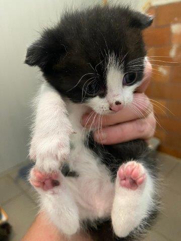 Europäische Hauskatze