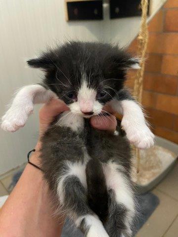 Europäische Hauskatze