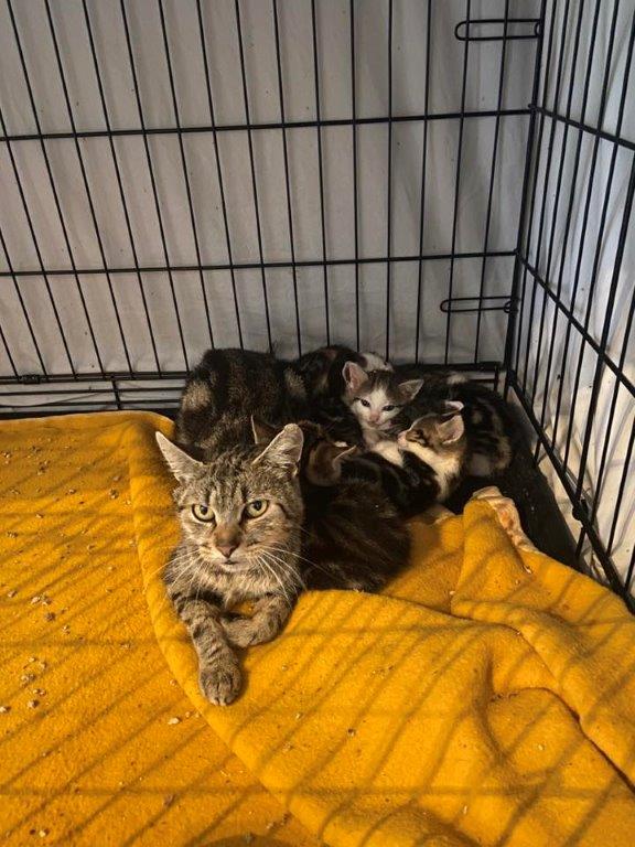 Europäische Hauskatze