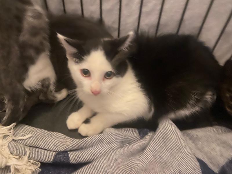 Europäische Hauskatze