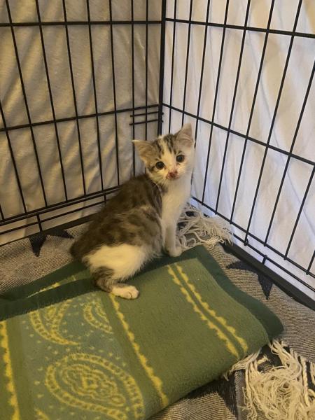 Europäische Hauskatze