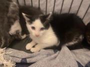 Fundtier Tier-ID 37750