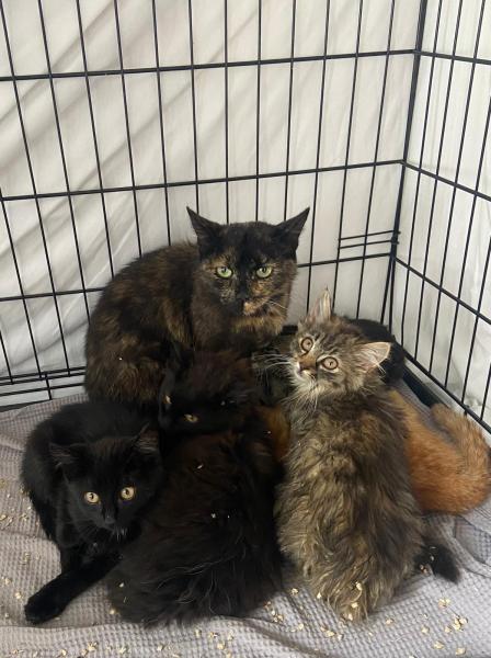 Europäische Hauskatze