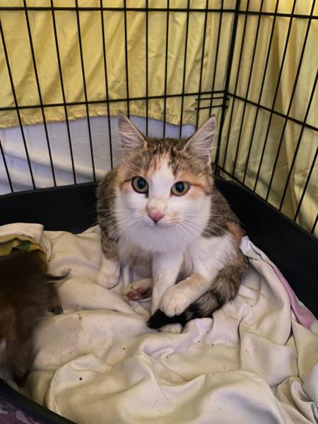 Europäische Hauskatze