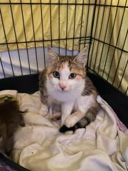 Fundtier Tier-ID 38093