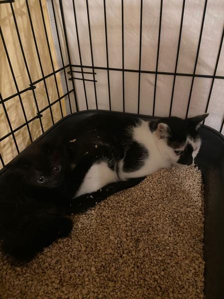 Europäische Hauskatze