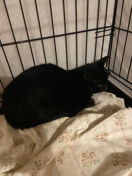 Europäische Hauskatze