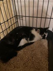 Fundtier Tier-ID 37886