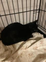 Fundtier Tier-ID 37889