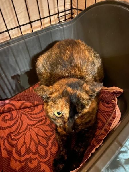 Europäische Hauskatze