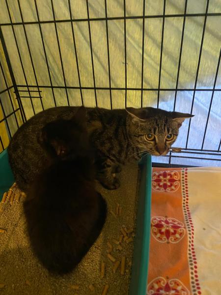 Europäische Hauskatze