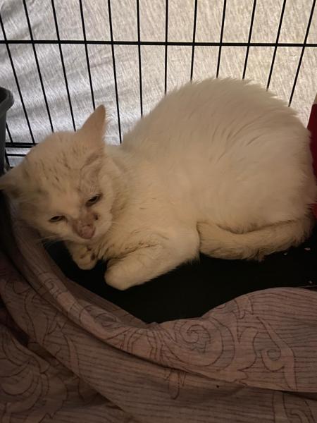 Europäische Hauskatze