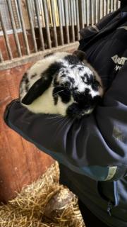 Fundtier Tier-ID 38835