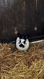 Fundtier Tier-ID 38836