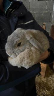 Fundtier Tier-ID 38837