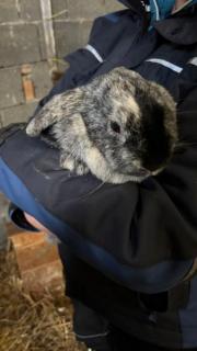 Fundtier Tier-ID 38838