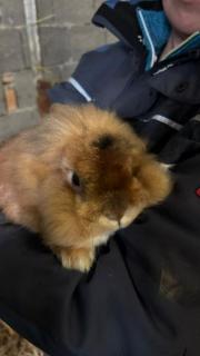 Fundtier Tier-ID 38839