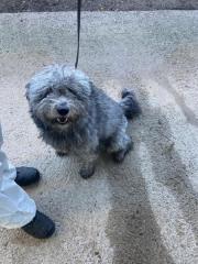 Fundtier Tier-ID 38987