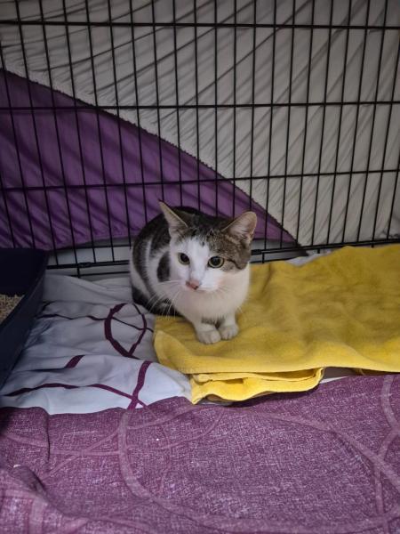 Europäische Hauskatze