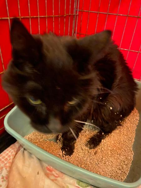 Europäische Hauskatze