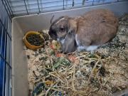 Fundtier Tier-ID 39064