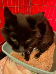 Fundtier Tier-ID 39063