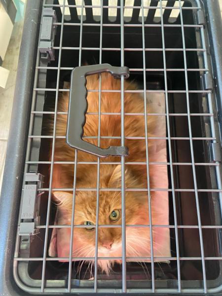 Maine Coon-Mischling