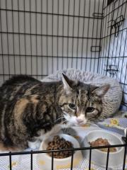 Fundtier Tier-ID 39208