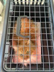 Fundtier Tier-ID 39230