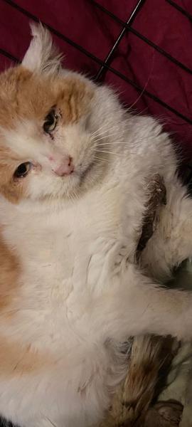 Europäische Hauskatze