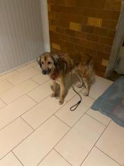 Fundtier Tier-ID 39146