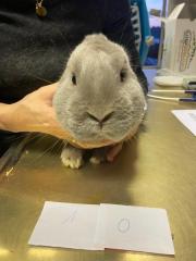 Fundtier Tier-ID 39496