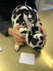 Fundtier Tier-ID 39487