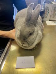 Fundtier Tier-ID 39488